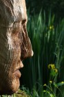 head sequoia redwood garden art open